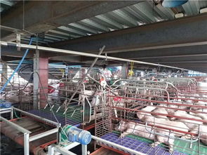 養豬場采暖設備選擇紐恩泰空氣能，為豬場提供冬季采暖服務