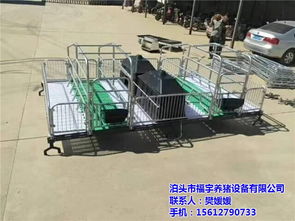 復合板母豬產床及其在現代化養豬中的應用