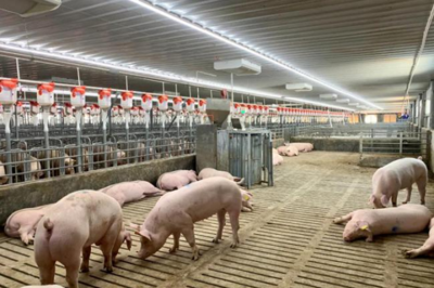 把握養(yǎng)豬業(yè)的黃金機(jī)會(huì)，成就你的創(chuàng)業(yè)夢(mèng)想