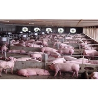 智能養豬 技術驅動下的現代化養殖新趨勢