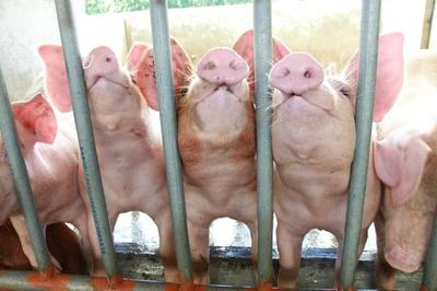 養(yǎng)豬設(shè)備中的環(huán)保智慧 綠色循環(huán)農(nóng)業(yè)的實踐探索