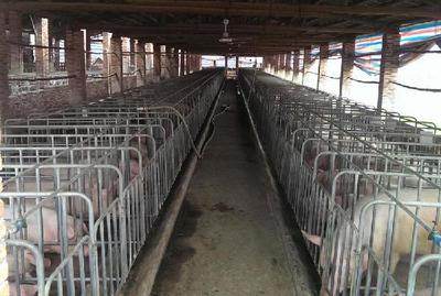 科學(xué)養(yǎng)豬場養(yǎng)殖管理與環(huán)境控制要點