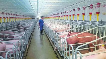 隨縣均川鎮(zhèn) 舞動農業(yè)“龍頭” 拓寬“共富”之路——聚焦現代化養(yǎng)豬設備的產業(yè)革新