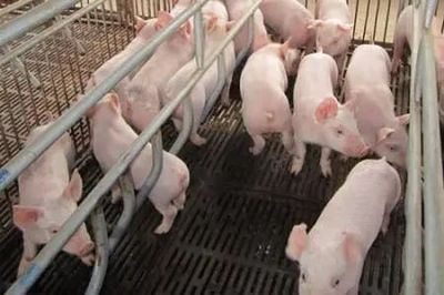 文山州出臺措施加快生豬生產發(fā)展，助力養(yǎng)殖戶實現“快點回家養(yǎng)豬”